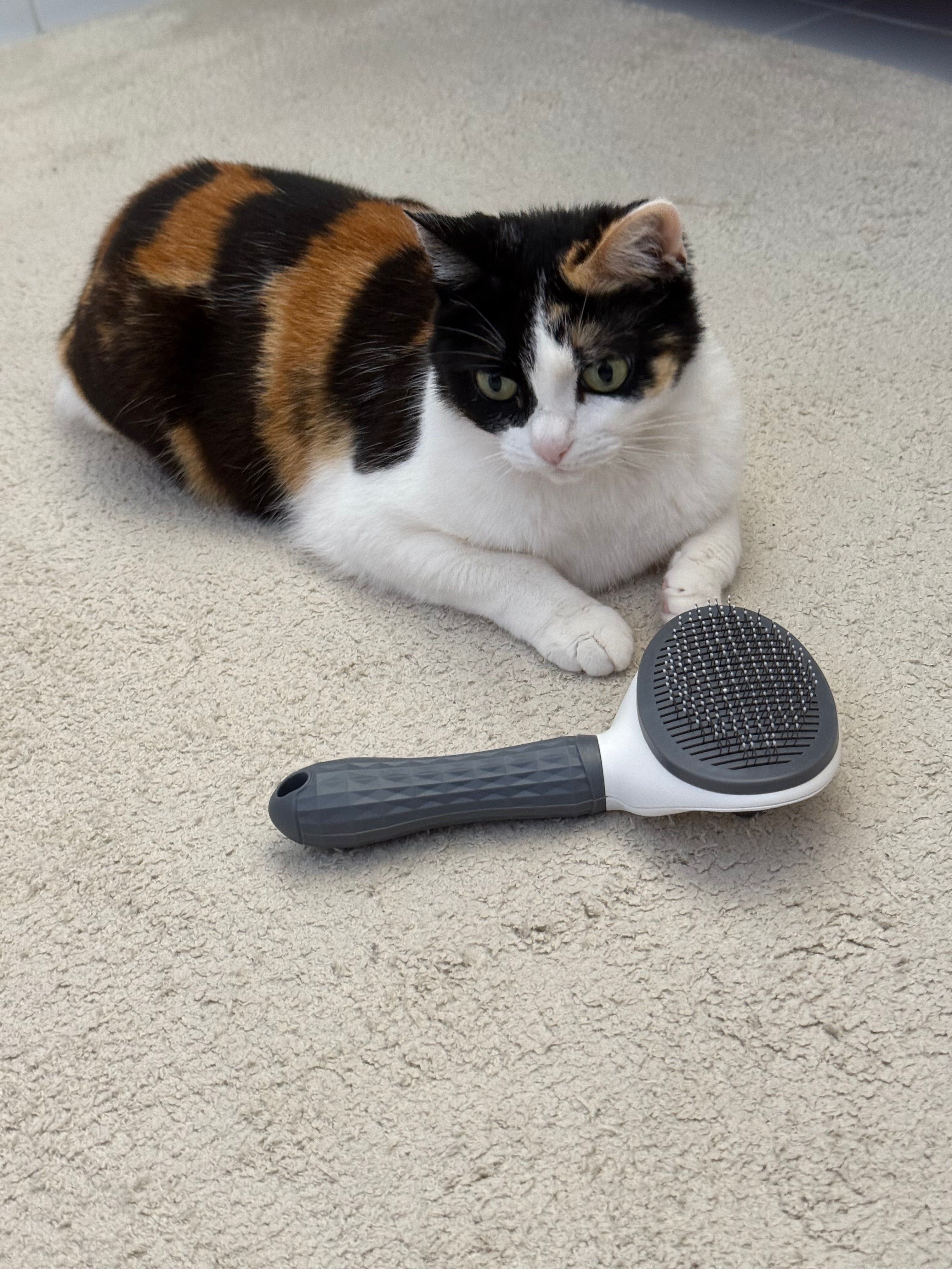 Brosse à poile pour chat/chien